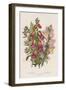 Foxglove (Digitalis Purpure) (Centr), C1885-null-Framed Giclee Print