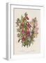 Foxglove (Digitalis Purpure) (Centr), C1885-null-Framed Giclee Print