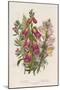 Foxglove (Digitalis Purpure) (Centr), C1885-null-Mounted Giclee Print