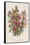 Foxglove (Digitalis Purpure) (Centr), C1885-null-Framed Stretched Canvas