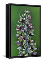 Foxglove (Digitalis Purpurea) Seedpods, Dorset, UK. July-Colin Varndell-Framed Stretched Canvas