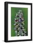 Foxglove (Digitalis Purpurea) Seedpods, Dorset, UK. July-Colin Varndell-Framed Photographic Print