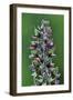 Foxglove (Digitalis Purpurea) Seedpods, Dorset, UK. July-Colin Varndell-Framed Photographic Print