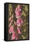 Foxglove, Digitalis-null-Framed Stretched Canvas