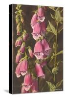 Foxglove, Digitalis-null-Stretched Canvas