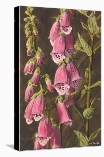 Foxglove, Digitalis-null-Stretched Canvas