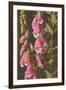 Foxglove, Digitalis-null-Framed Art Print