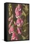 Foxglove, Digitalis-null-Framed Stretched Canvas