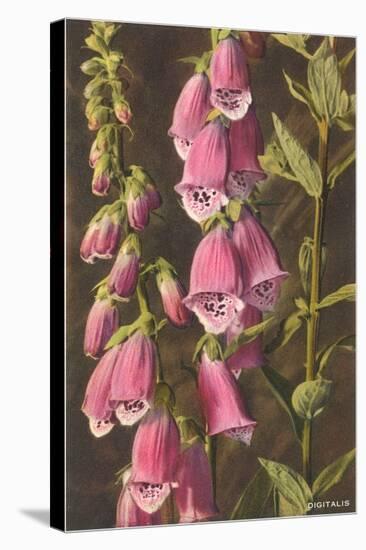 Foxglove, Digitalis-null-Stretched Canvas