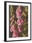 Foxglove, Digitalis-null-Framed Art Print