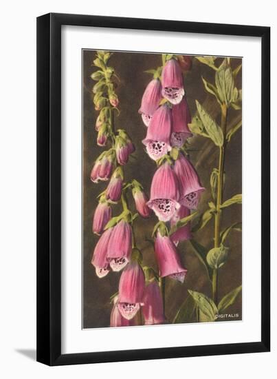 Foxglove, Digitalis-null-Framed Art Print