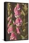 Foxglove, Digitalis-null-Framed Stretched Canvas