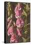 Foxglove, Digitalis-null-Framed Stretched Canvas