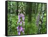 Foxglove, Elbsandsteingebirge, NP Saxon Switzerland. Germany, Saxony-Martin Zwick-Framed Stretched Canvas