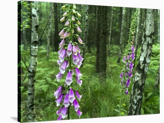 Foxglove, Elbsandsteingebirge, NP Saxon Switzerland. Germany, Saxony-Martin Zwick-Stretched Canvas