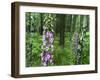 Foxglove, Elbsandsteingebirge, NP Saxon Switzerland. Germany, Saxony-Martin Zwick-Framed Photographic Print