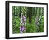 Foxglove, Elbsandsteingebirge, NP Saxon Switzerland. Germany, Saxony-Martin Zwick-Framed Photographic Print