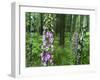 Foxglove, Elbsandsteingebirge, NP Saxon Switzerland. Germany, Saxony-Martin Zwick-Framed Photographic Print