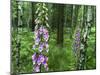 Foxglove, Elbsandsteingebirge, NP Saxon Switzerland. Germany, Saxony-Martin Zwick-Mounted Photographic Print