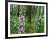 Foxglove, Elbsandsteingebirge, NP Saxon Switzerland. Germany, Saxony-Martin Zwick-Framed Photographic Print