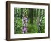 Foxglove, Elbsandsteingebirge, NP Saxon Switzerland. Germany, Saxony-Martin Zwick-Framed Photographic Print