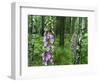 Foxglove, Elbsandsteingebirge, NP Saxon Switzerland. Germany, Saxony-Martin Zwick-Framed Photographic Print