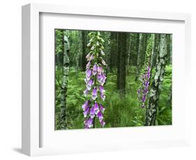 Foxglove, Elbsandsteingebirge, NP Saxon Switzerland. Germany, Saxony-Martin Zwick-Framed Photographic Print