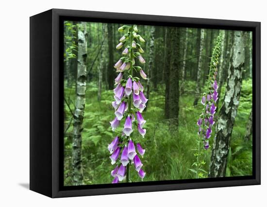 Foxglove, Elbsandsteingebirge, NP Saxon Switzerland. Germany, Saxony-Martin Zwick-Framed Stretched Canvas