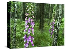 Foxglove, Elbsandsteingebirge, NP Saxon Switzerland. Germany, Saxony-Martin Zwick-Stretched Canvas