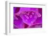 Foxglove flower detail, Devon, UK-Alex Hyde-Framed Photographic Print