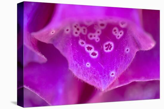 Foxglove flower detail, Devon, UK-Alex Hyde-Stretched Canvas