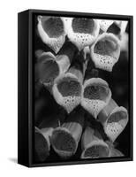 Foxglove Flowers-null-Framed Stretched Canvas