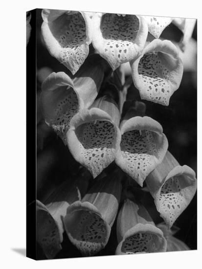 Foxglove Flowers-null-Stretched Canvas