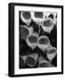 Foxglove Flowers-null-Framed Photographic Print
