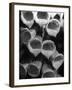 Foxglove Flowers-null-Framed Photographic Print