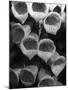 Foxglove Flowers-null-Mounted Photographic Print