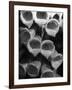 Foxglove Flowers-null-Framed Photographic Print