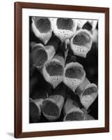 Foxglove Flowers-null-Framed Photographic Print