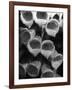 Foxglove Flowers-null-Framed Photographic Print