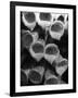 Foxglove Flowers-null-Framed Photographic Print