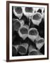 Foxglove Flowers-null-Framed Photographic Print