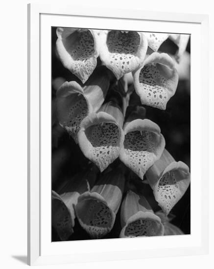 Foxglove Flowers-null-Framed Photographic Print