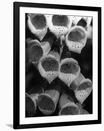 Foxglove Flowers-null-Framed Photographic Print