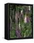 Foxglove Garden-Anna Miller-Framed Stretched Canvas