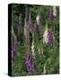 Foxglove Garden-Anna Miller-Stretched Canvas