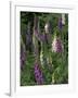 Foxglove Garden-Anna Miller-Framed Photographic Print