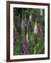 Foxglove Garden-Anna Miller-Framed Photographic Print