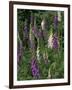 Foxglove Garden-Anna Miller-Framed Photographic Print