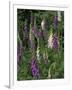 Foxglove Garden-Anna Miller-Framed Photographic Print