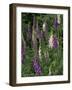 Foxglove Garden-Anna Miller-Framed Photographic Print